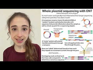 Whole plasmid sequencing with nanopore technology (ONT)