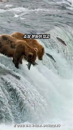 완벽한 천연 낚시터 물고기가 쏟아지는 곳 #지식 #낚시