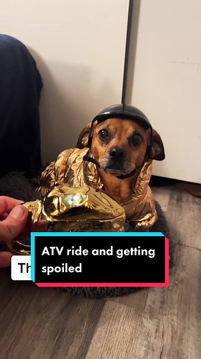 #Theoneandonlyminion #farmdog #smalldog #narrowayhomestead #homesteadtoktok #offgridlife #supportersnotfollowers