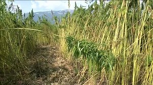 3.7K views · 33 reactions | A Bolzano la Giornata della canapa. Iniziativa per conoscere meglio le potenzialità della pianta Canapa Mundi Cannabis Culture Canapa Info Point Ecopassion srl sistema canapa alto adige #canapa #giornatadellacanapa | TV33 - La vostra TV in Trentino Alto Adige | Facebook