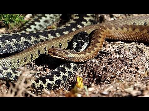 Adders and Grass Snake basking together