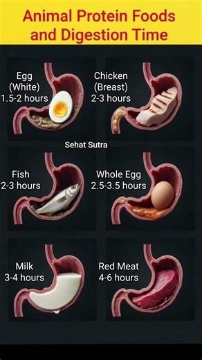 🔥 6 Common Animal Protein Foods with Digestion Timing #shortsfeed #shorts #youtubeshorts