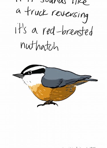 Explore the Red Breasted Nuthatch Bird Sounds
