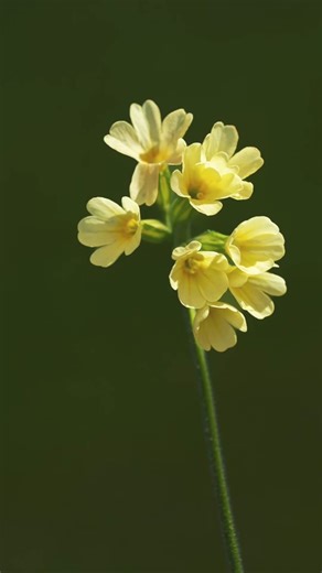 Signs and Symptoms of TB. #tb #tuberculosis #doctor #healtheducation #viral #fyp