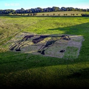 10K views · 72 reactions | Artists have created a manure masterpiece on a Somerset hillside to raise awareness of organic farming. Here's how the cow poo creation was constructed: https://bit.ly/2kV1sby | ITV News West Country | Facebook