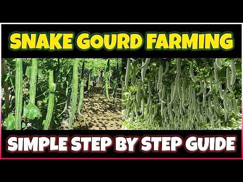 Snake Gourd Farming | How to grow Snake Gourd at Home | Snake Gourd Cultivation