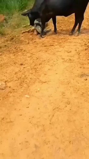 1.3M views · 7.4K reactions | python trapped a cow calf | #shorts #facts #animals | Reel Fact | Facebook