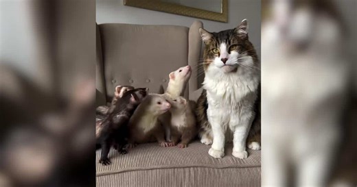 A Cat With Five Ferret Siblings Lives in Constant Chaos (and Loves It)