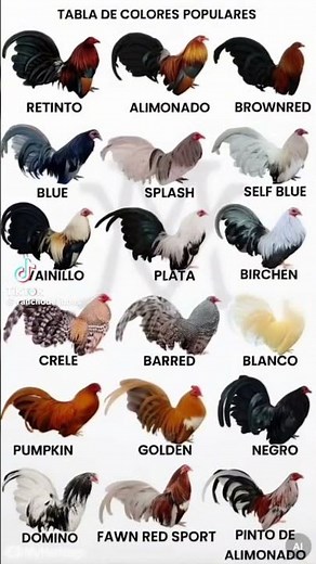 Cómo saber los colores de un gallito, miniatura, azteca o bantam pollitos, gallinas, Gallos, etc.