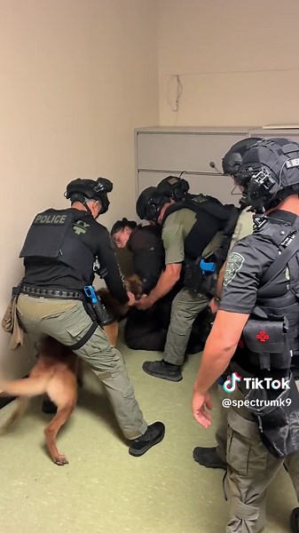 K9 and Swat. 🤞 | k9 dogs