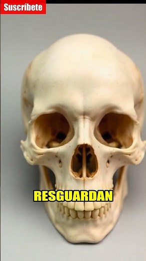 ¡206 Huesos en Humanos! 🦴