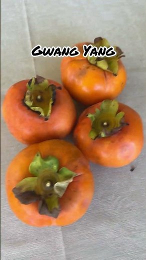 Tasting 10 Different Varieties of Persimmons