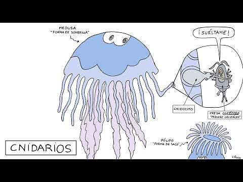 ANIMALES INVERTEBRADOS: PORÍFEROS, CNIDARIOS, EQUINODERMOS, GUSANOS, MOLUSCOS Y ARTRÓPODOS. (1ºESO)