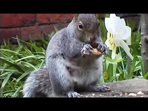 How Do Squirrels Find Food? | Clever Critters | BBC Earth