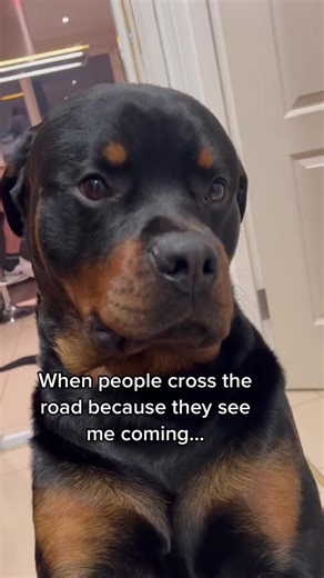 HIS FEELINGS ARE HURT 🥺 Nala The Needy Rottie #rottweiler | Nala The Needy Rottie