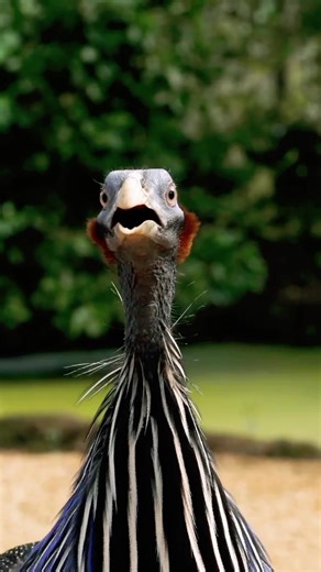 Vulturine guinea fowl (Acryllium vulturinum) Is the largest extant species of guinea fowl. Systematically, it is only distantly related to other guinea fowl genera. Its closest living relative, the white breasted guinea fowl, Agelastes meleagrides inhabit primary forests in Central Africa. It is a member of the bird family Numididae, and is the only member of the genus Acryllium. It is a resident breeder in northeast Africa, from southern Ethiopia and Somalia through Kenya and just into northern