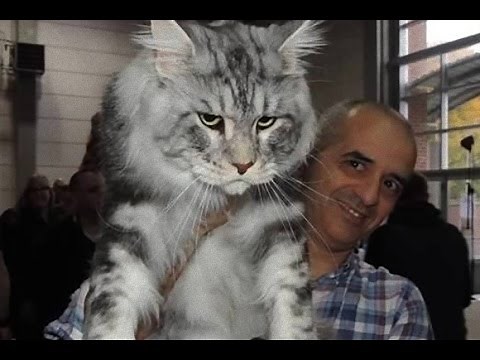 遠近感が狂いそう！世界一大きい猫 メインクーン （Maine Coon the big cat）
