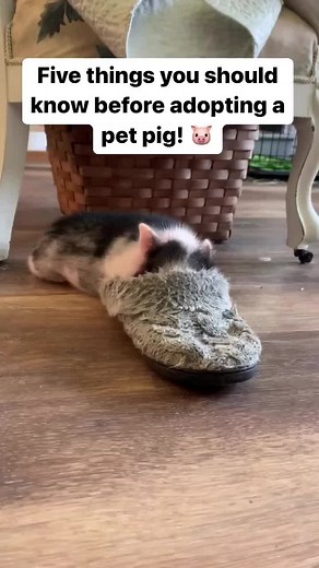 All About Owning a Pet Pig: Facts, Tips, and More!