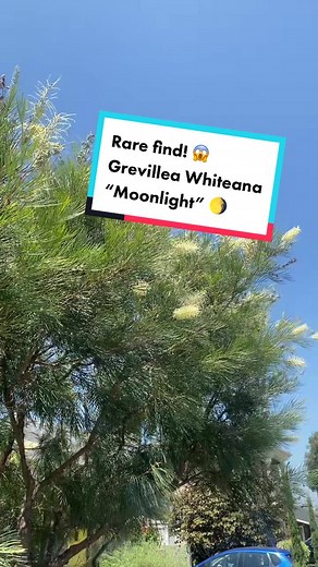 Uncovering the Mystery of Grevillea Whiteana