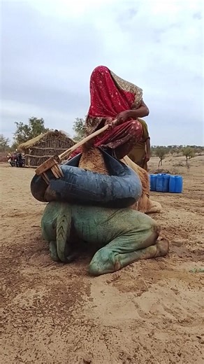 قوّةُ النساءِ تحتَ شمسِ الصحراءِ… يخفّفنَ الحملَ عن ظهرِ الجملِ بعزمٍ وصبر