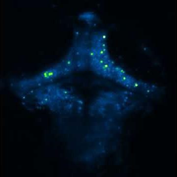 2-photon lightsheet calcium imaging in larval zebrafish