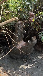 107K views · 7.1K reactions | ‘Mud Puppy’ Since you can’t get enough...