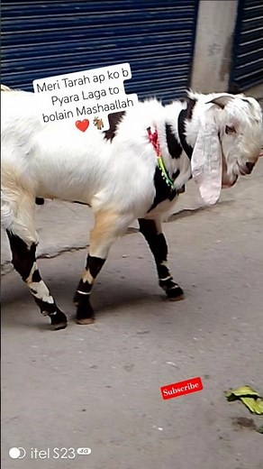🐐 Beautiful Qurbani Goat in Pakistan 🇵🇰 | Best Eid ul Adha Bakra 2026