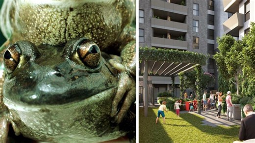 Why frogs are holding up $2bn housing development