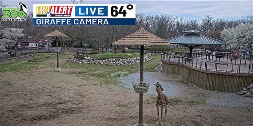 First Alert Weather Giraffe Camera