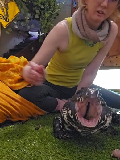 Winston's Meal Time Madness: Feeding The Hungry Tegu