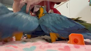 Not the best vid because mostly it’s their backs.. but these naughty babies decided to give Mateo’s family the cold shoulder today.. ignored me too… much lunging and defensive behaviour!🙄😱🤷‍♀️ Thankfully Bec and Reilly understood and did get a few cuddles in.. it’s how young babies react to perceived danger.. they all grow out of it. 🤣🤣💖 As soon as as they knew it was only me.. they totally changed and back to normal cheeky self.. in all fairness.. they are so young yet. 😬 | Macaws And Mo