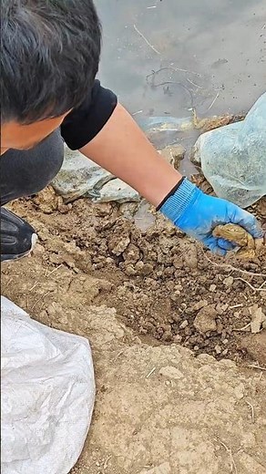 Harvesting Frogs from a Chinese Farm 👀