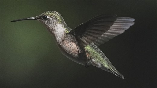 The 8 best annual plants to attract hummingbirds in the garden