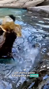 462K views · 12K reactions | Vidra de mare – animalul care are buzunare secrete! | Habar n-aveai că | Facebook