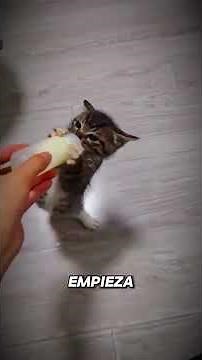 🐱 Bebé Gatito Maullando por su Biberón 🍼 | Momentos Tiernos que Derriten el Corazón
