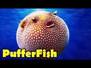 Puffer Fish Facts