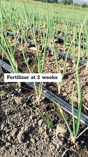 Maximizing Onion Farming Success with Fertilizer Tips