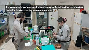 🍎 Behind the scenes in the zoo kitchen! 🥦 A lot of work goes into preparing diets for our animals before keepers even begin their daily cleaning and enclosure care. Each keeper is responsible for a section of the zoo, and part of their morning routine includes preparing: ✨ Dry foods like grains and species-specific feeds ✨ Meats and insects ✨ Medications and supplements ✨ And of course, plenty of fresh fruits and vegetables! Knife skills are a must! 👩‍🍳🐾 #RockhamptonZoo #MyRockhampton #Expl
