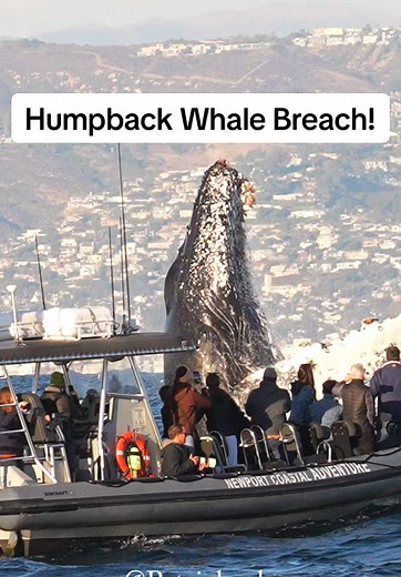 Stunning Humpback Whale Breach Captured in 4K