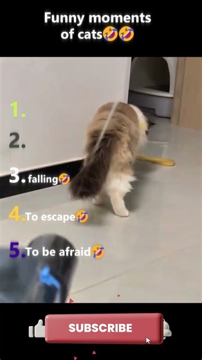 Cats Getting Scared for No Reason 😂🐱