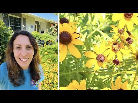 14 Best Plants to Attract Pollinators for Early Spring