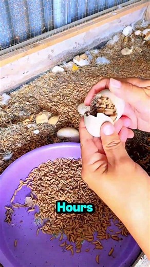 How to Feed Ducks for FREE 🦆 (Genius Farm Hack!)