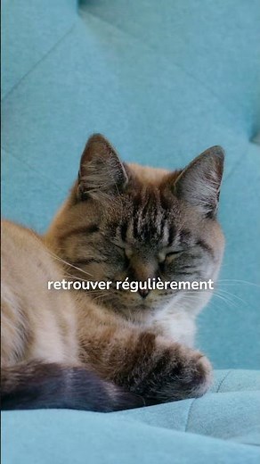 Mon chat dort tout le temps, est-ce normal ?
