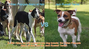 Chien Français Blanc et Noir vs. Jack Russell Terrier: Breed Comparison