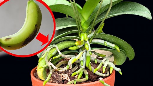 6.2K views · 47 reactions | US Europe Orchid Recovery Trick – Just One Green Banana! | Garden Craft | Facebook