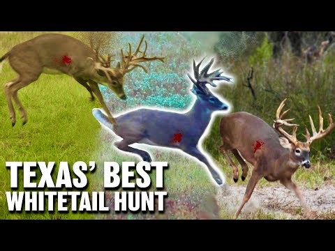 Texas Size Monster Bucks