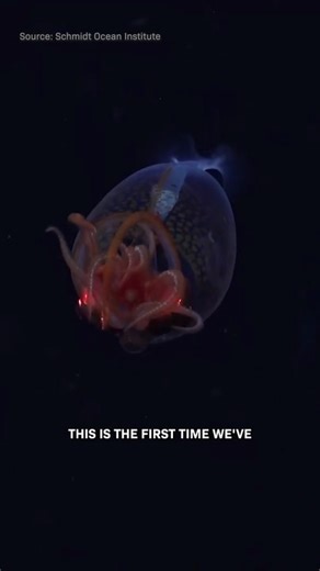 First Video of a Colossal Squid. It's a Baby.