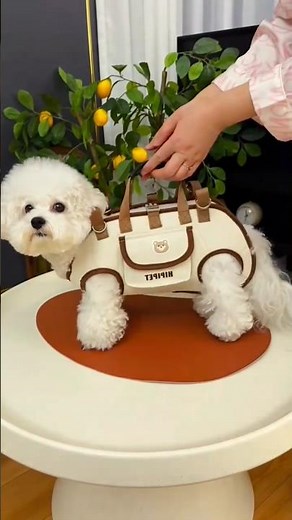 Best Durable Dog Backpack for Hiking & Travel #DogBackpack #PetAccessories #DogGear