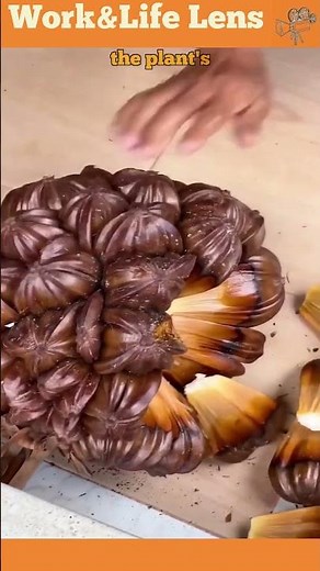 Nipa Palm fruits grow in clusters, with gelatinous attap chee seeds prized for their sweetness.