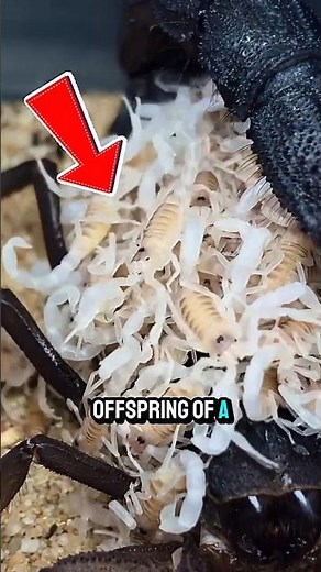 Shocking Truth! Why Do Baby Scorpions Ride on Their Mother's Back? #animalfacts
